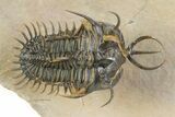 Short-Fork Walliserops Hammi Trilobite - Flying Preparation! #350485-2